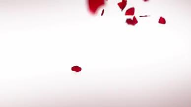 情人节浪漫玫瑰花瓣翻飞AE模板视频的预览图